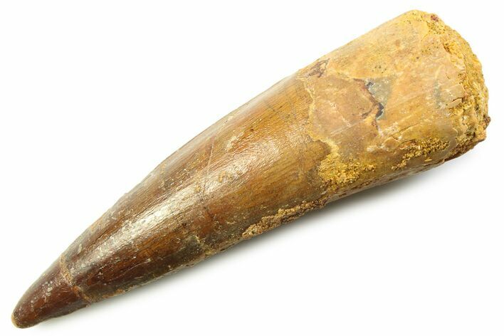 Fossil Spinosaurus Tooth - Real Dinosaur Tooth #357737